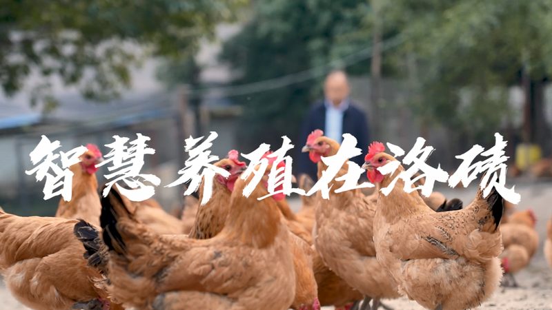 CDMO代理加盟：揭秘背后的价格之谜