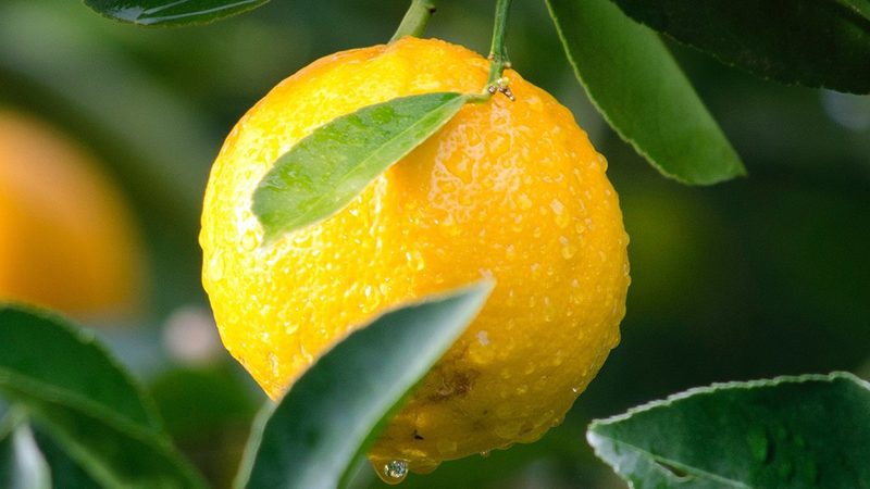 上海CDMO定制服务：揭秘生物医药研发的幕后推手**